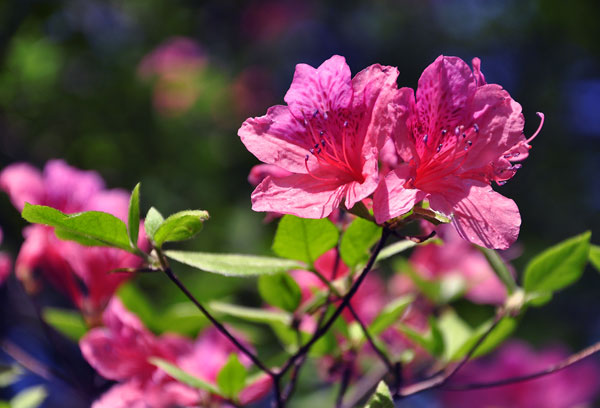 杜鹃花开